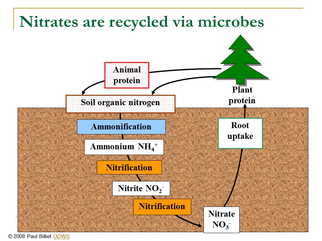 Nitrates are recycled via microbes Nitrification Nitrification Ammonium NH4+ Ammonification Nitrite NO2- Soil organic